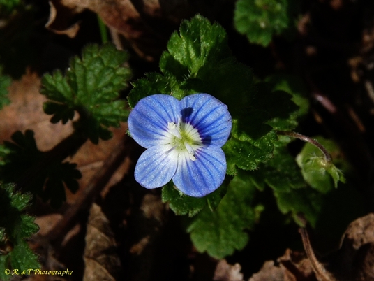 {Veronica persica}